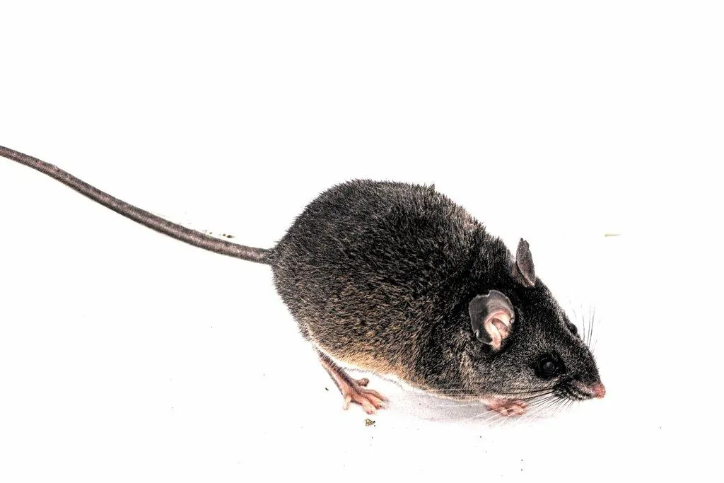 Black Rat